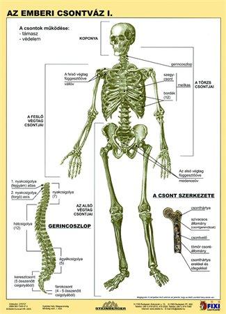 Učebná pomôcka, A4, STIEFEL "Az emberi csontváz - Kostra človeka" - výrobok v MJ