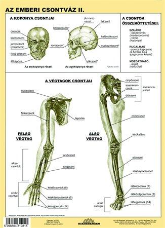Učebná pomôcka, A4, STIEFEL "Az emberi csontváz - Kostra človeka" - výrobok v MJ